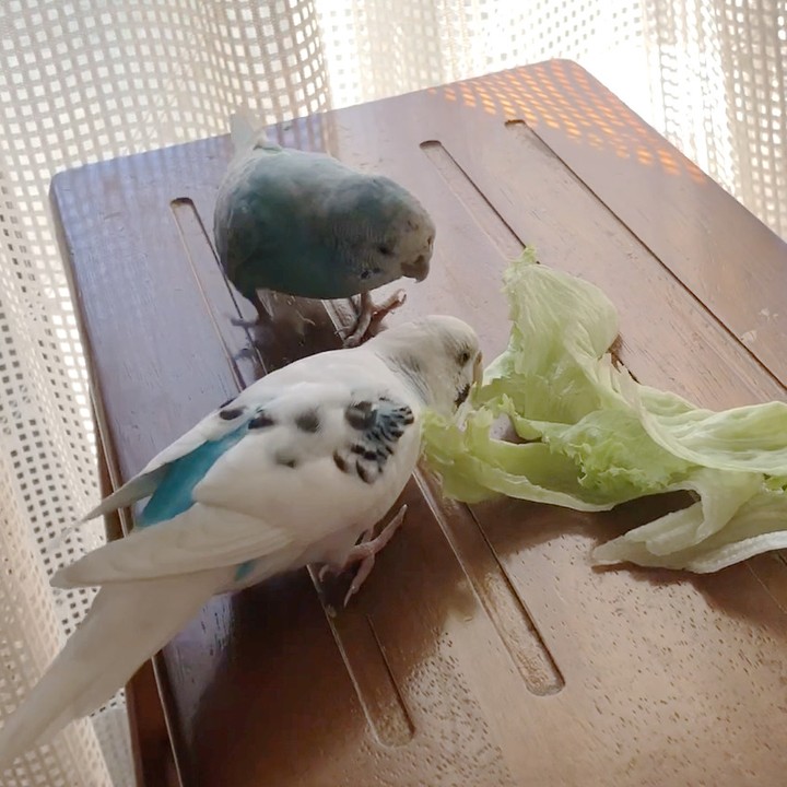 レタスを食べるセキセイインコたち