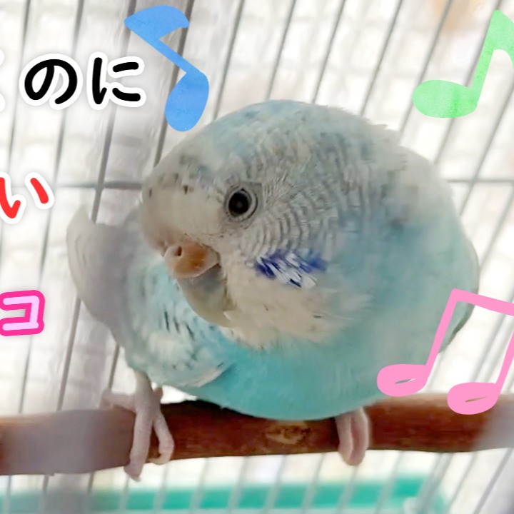 病院へ行くのに何故かご機嫌なセキセイインコ