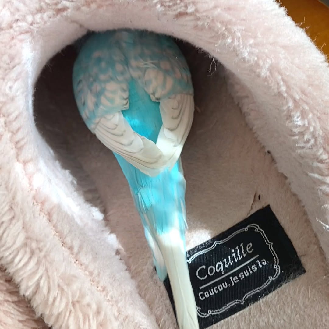 発情が止まらないセキセイインコ