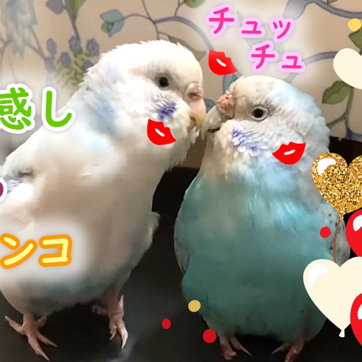 別れを予感し怒りを爆発させるセキセイインコ