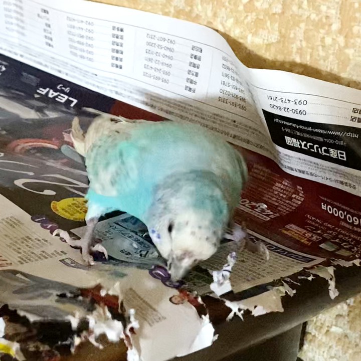 荒ぶるセキセイインコ