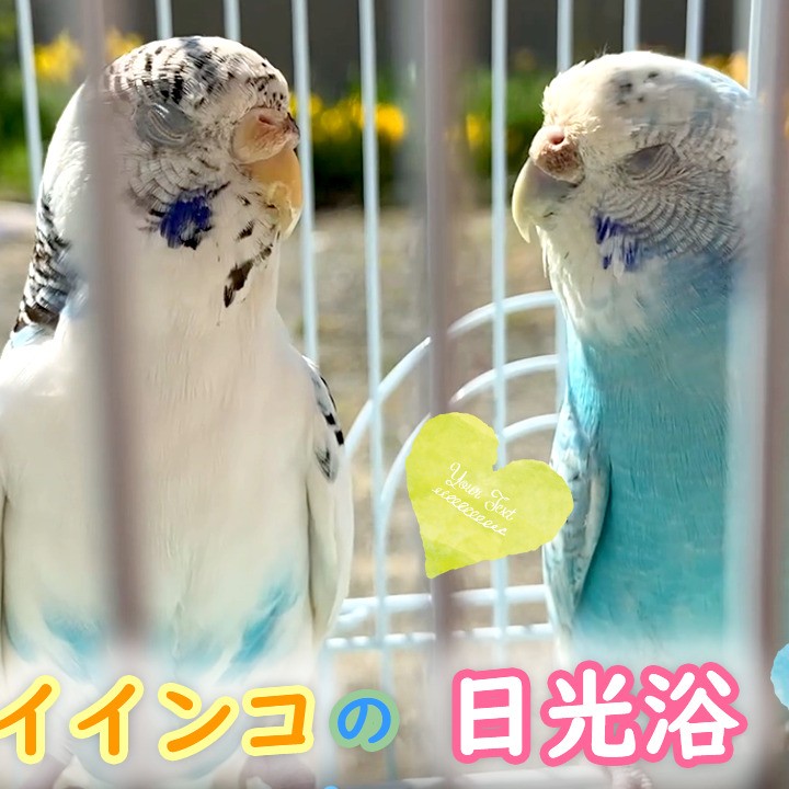 セキセイインコの日光浴