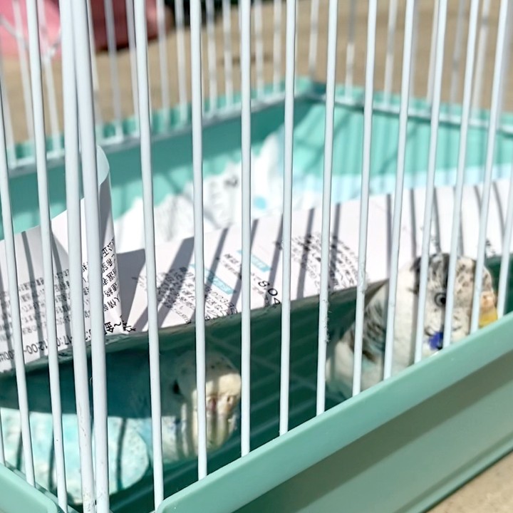 お外はやっぱり怖い😖セキセイインコ