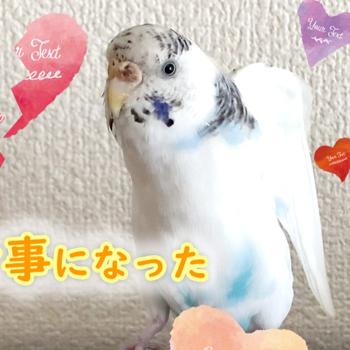 別々に暮らす事になったセキセイインコ