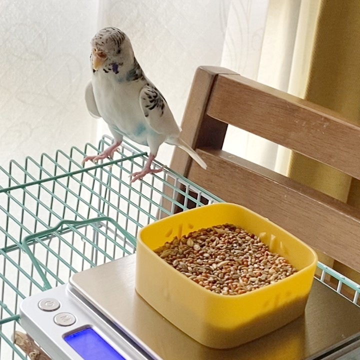 体重を見直すセキセイインコ