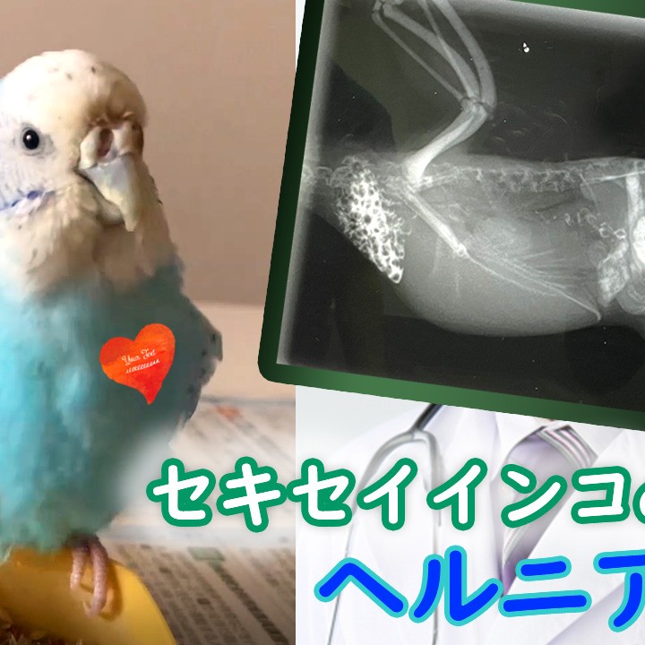 病気！ヘルニアになってしまったセキセイインコ