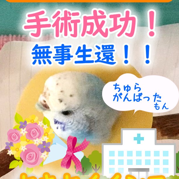 治療費も公開！ヘルニア手術成功で生還したセキセイインコ