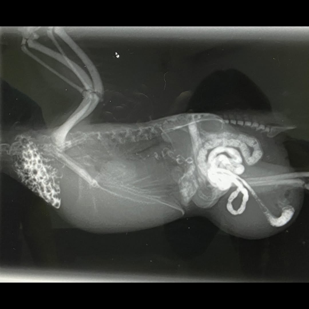 セキセイインコのヘルニアのレントゲン写真