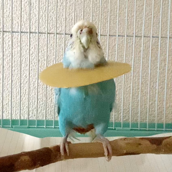 エリザベスカラーを付けて放心状態のセキセイインコ