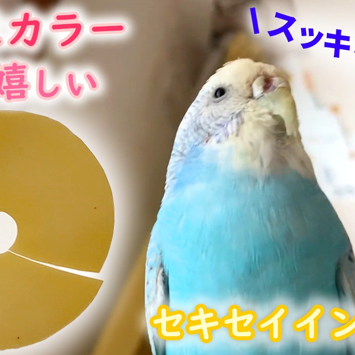 エリザベスカラーを病院で外してもらって嬉しいしいセキセイインコ