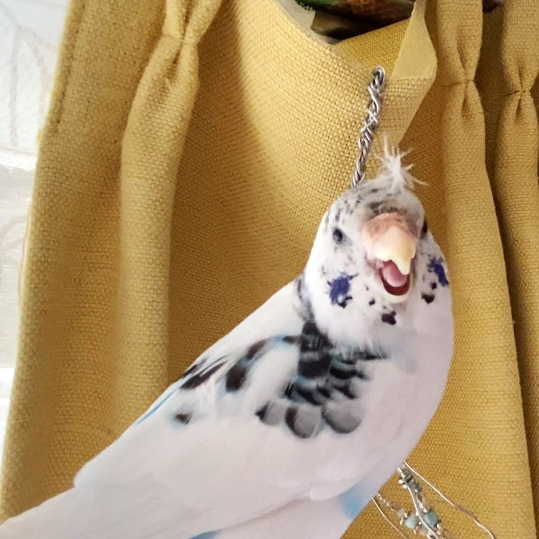 ほわ毛が可愛いハルクインのセキセイインコ