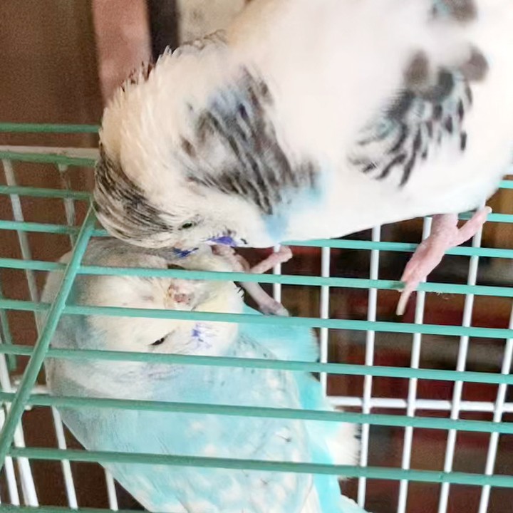 久しぶりに再会したセキセイインコたち