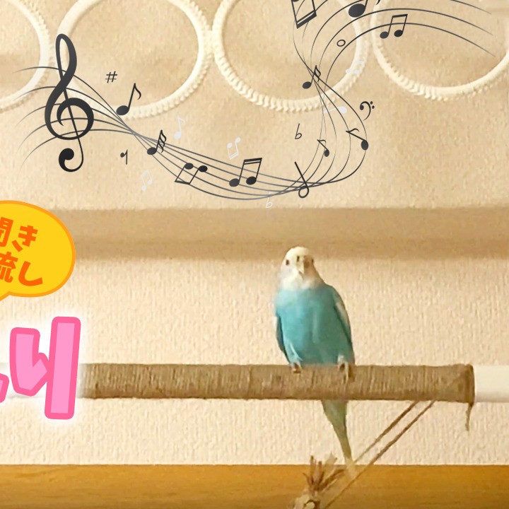 セキセイインコのおしゃべり聞き流しBGM