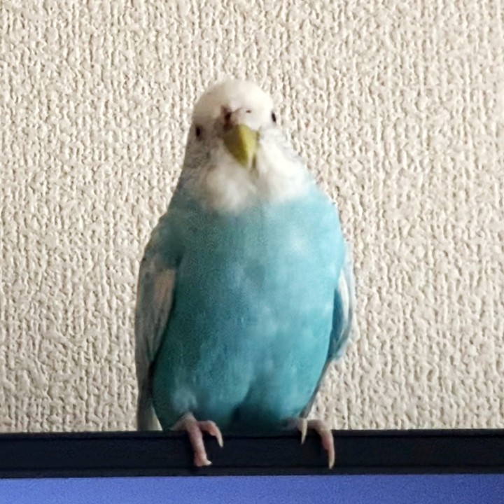 ぶすっとしてすねて見えるセキセイインコ
