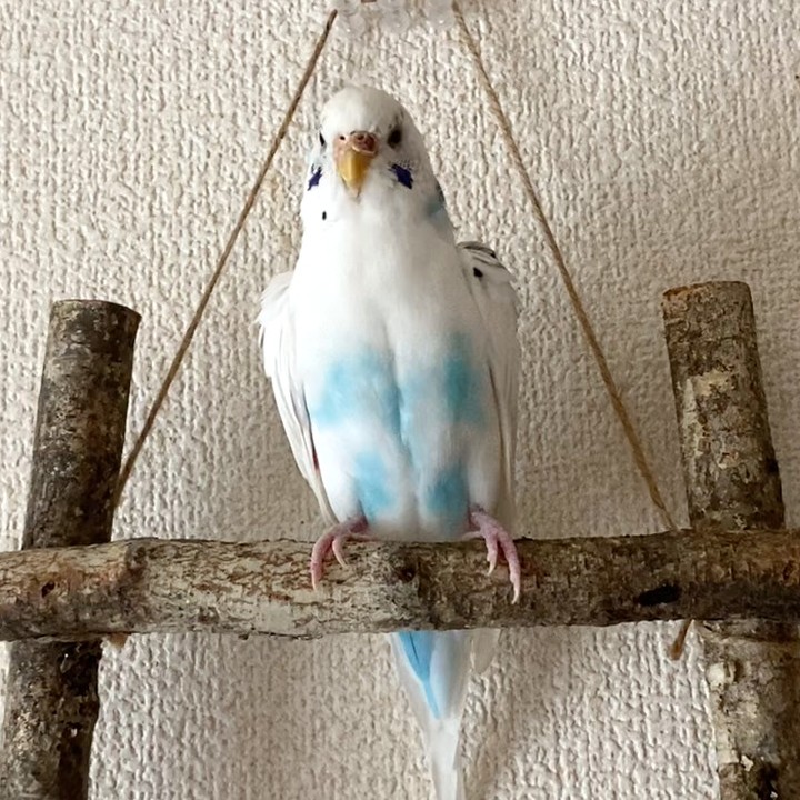 じっと動かないそらちゃん？置物ではありませんよ～