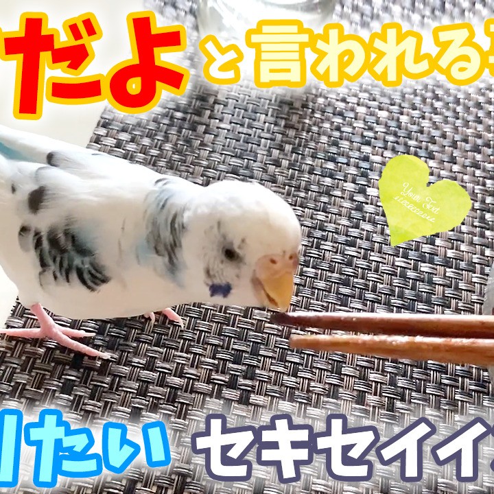 ダメと言われること程やりたいセキセイインコ