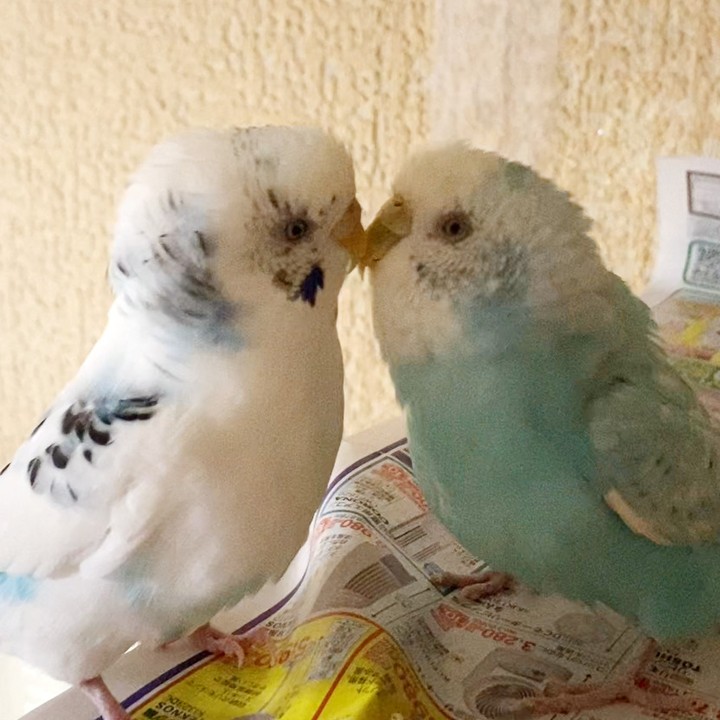 見つめ合って点目!? クチバシを向ける謎の時間🐥