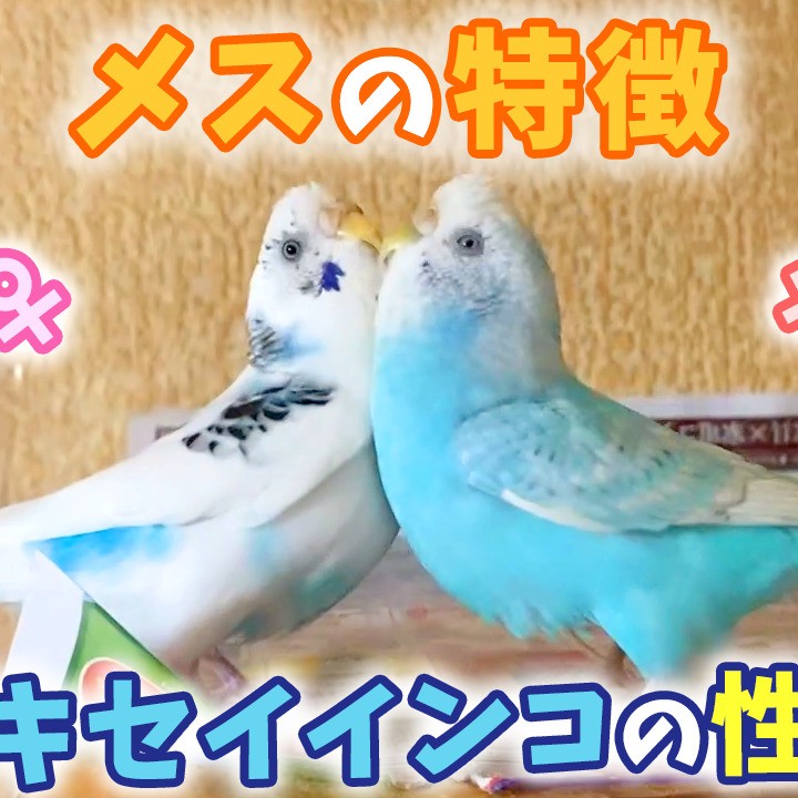 セキセイインコの性別♀メスの特徴と見分け方