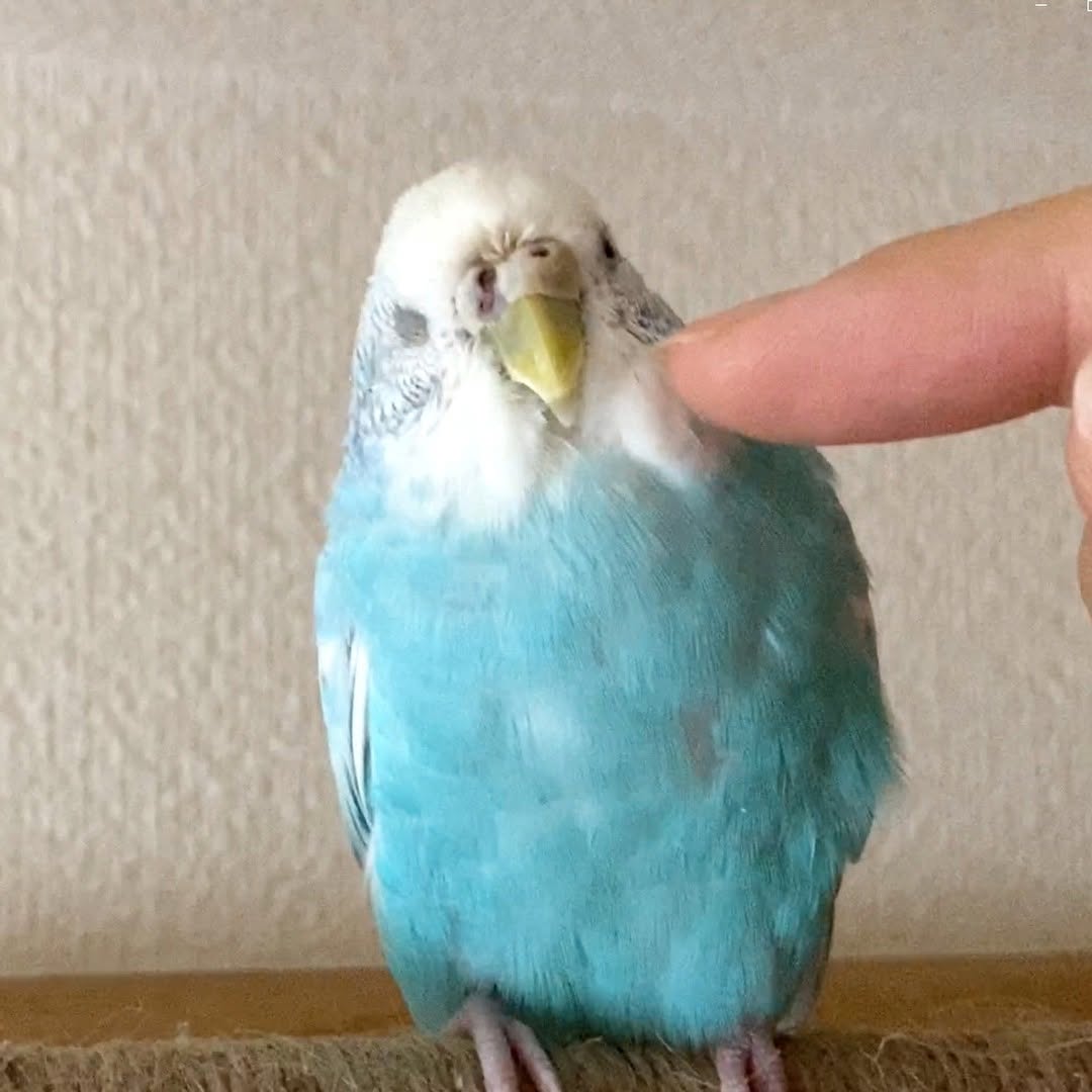 「カキカキしても…いいよ？」片目つぶって許してくれるちゅら