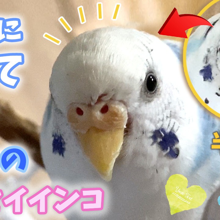 白色に羽毛が戻ってひと安心のセキセイインコ