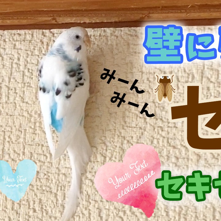 セミですか？壁に張り付くセキセイインコ