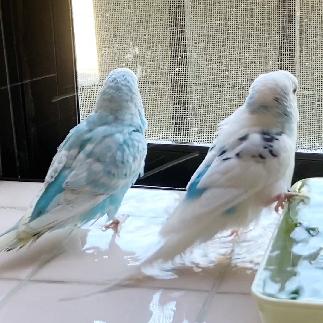 水浴び日和♪片足だけINのそらが気になる視線👀は？