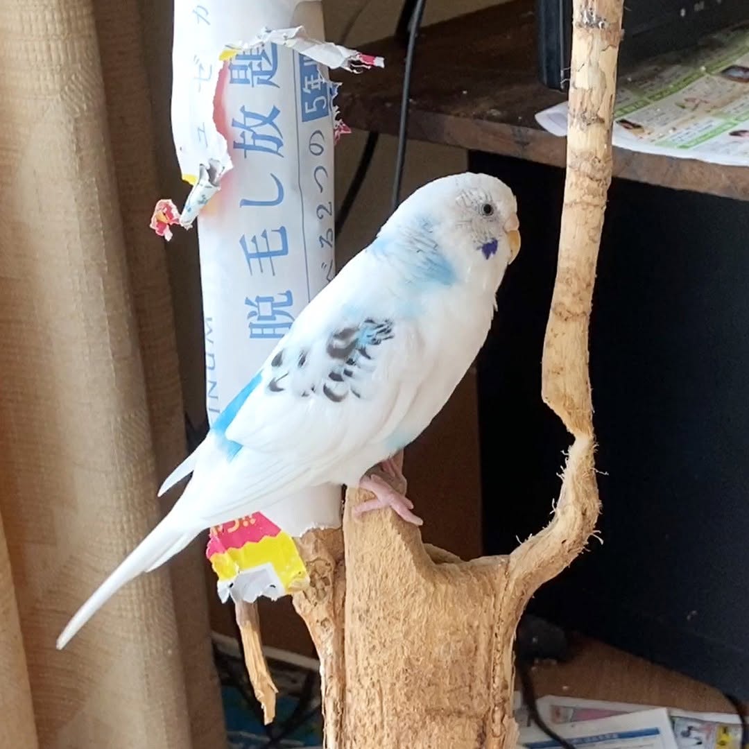 木こりそらちゃん😮もうすぐ枝が倒れます～