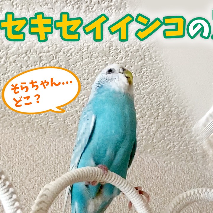 セキセイインコの定期健診