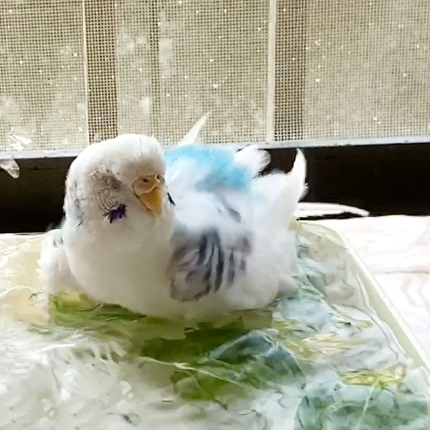 パシャパシャ水浴び中♪そらちゃん満足そう☺️