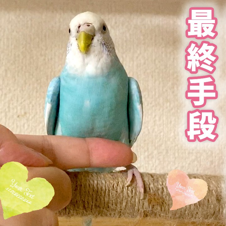 セキセイインコがケージに入らないときの最終手段