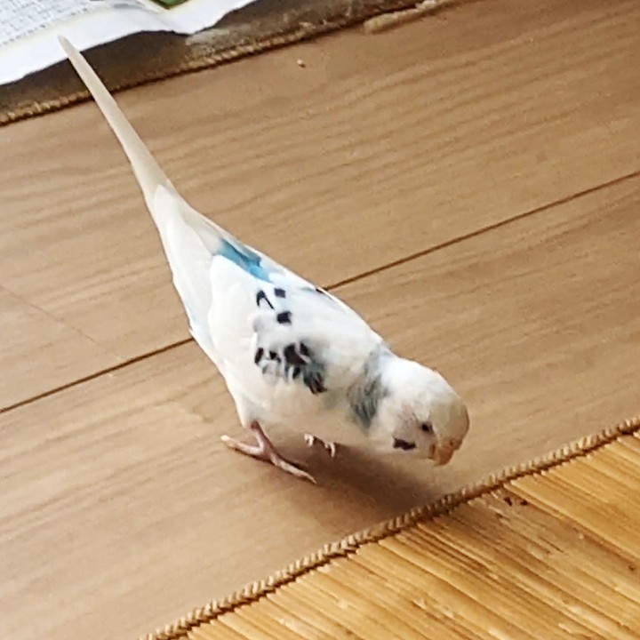 ありんこに夢中！？そらちゃんのじーっと観察タイム