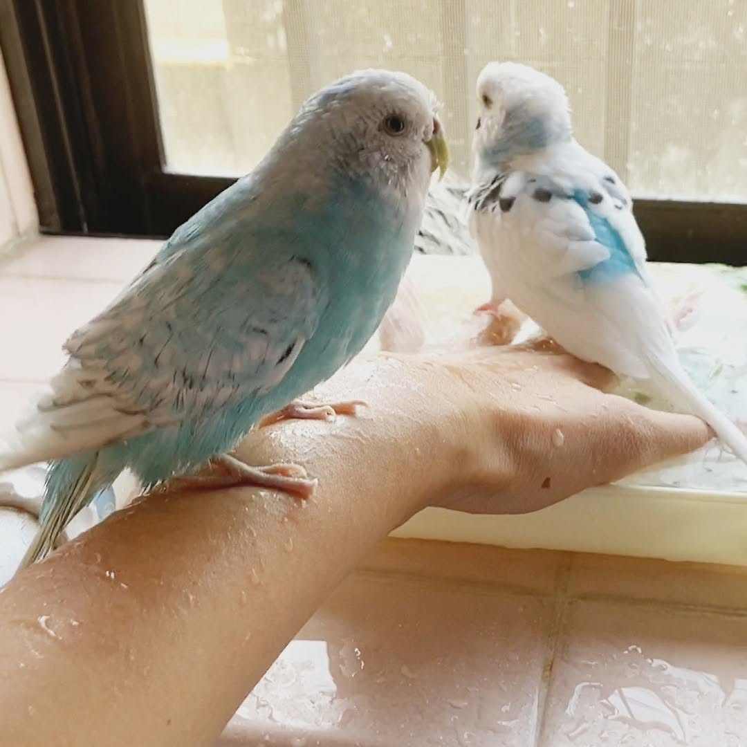 ちゅらは控えめ派？マイペースに楽しむ水浴びタイム