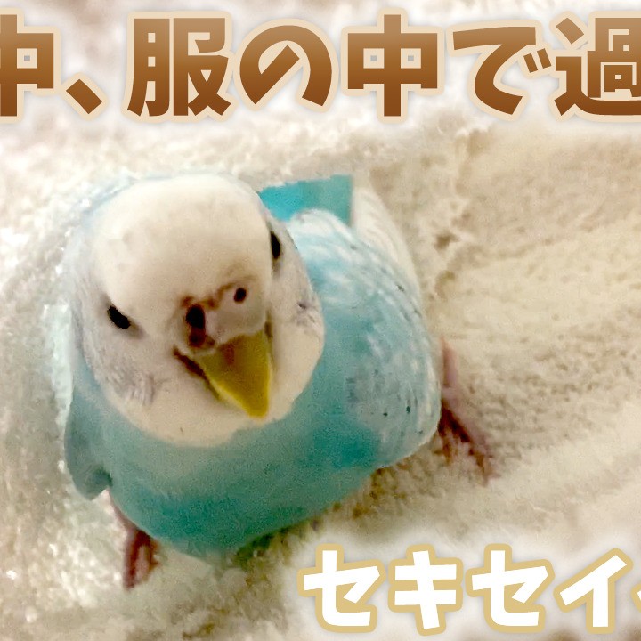 1日中 服の中で過ごすセキセイインコ