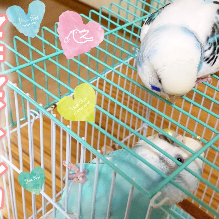 久しぶりの再会セキセイインコの一日