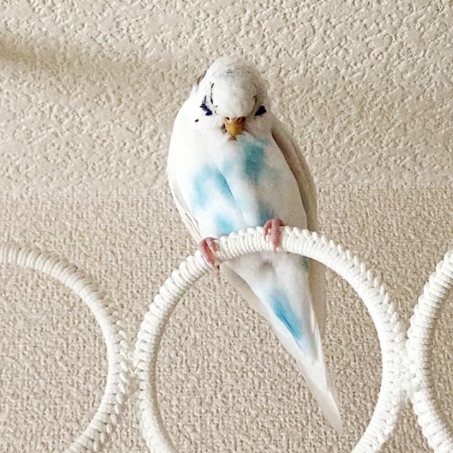 ハムハム羽繕い♡そらちゃんのキレイ時間