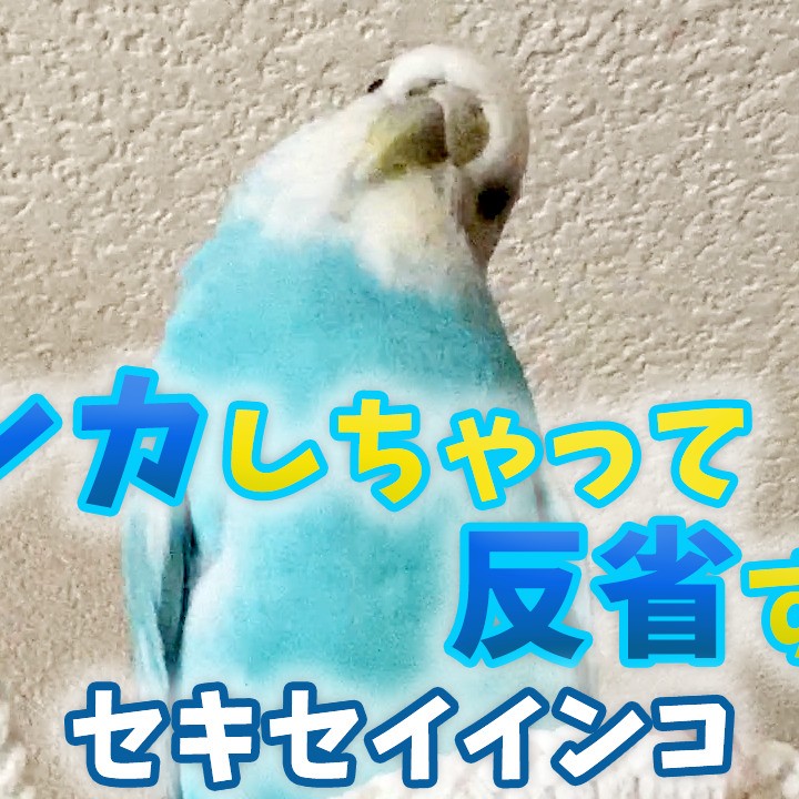 仲良しなのにケンカしちゃって反省するセキセイインコ
