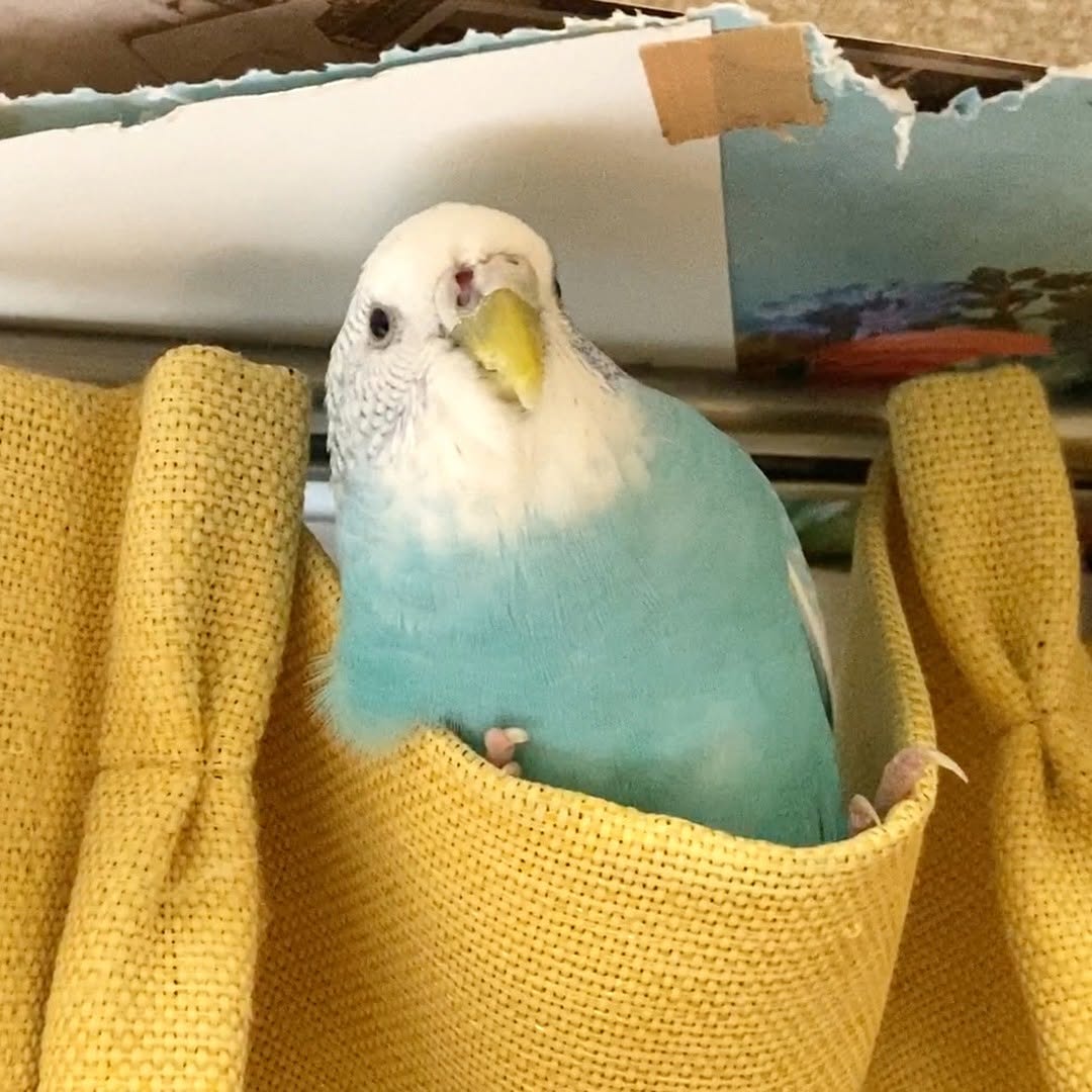 やっぱりここが一番！ちゅらちゃんの“カーテンでまったり”タイム