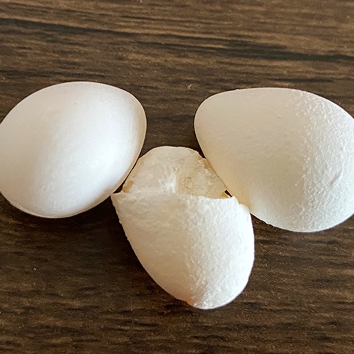 セキセイインコが産んだ卵３個