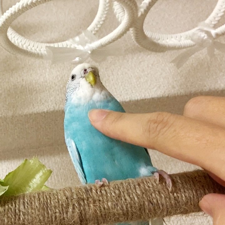 こちょこちょしても逃げないちゅらちゃん♡