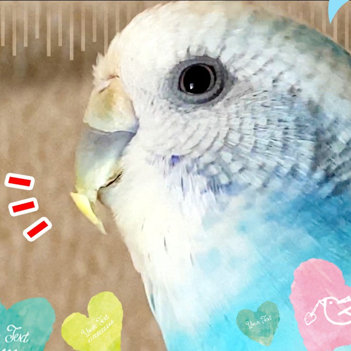 くちばしが折れた？セキセイインコ