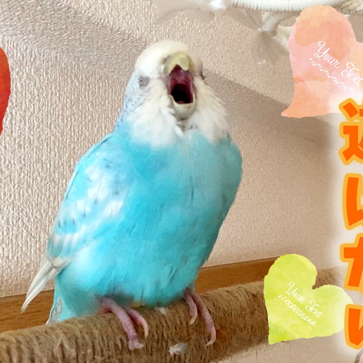 遊ばず動かないセキセイインコ