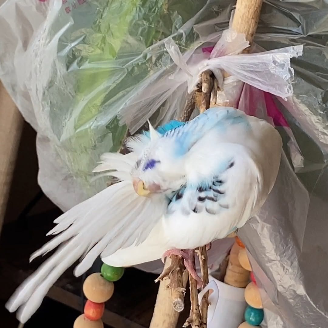 お顔そらして羽繕い♡美意識高めなそらちゃん