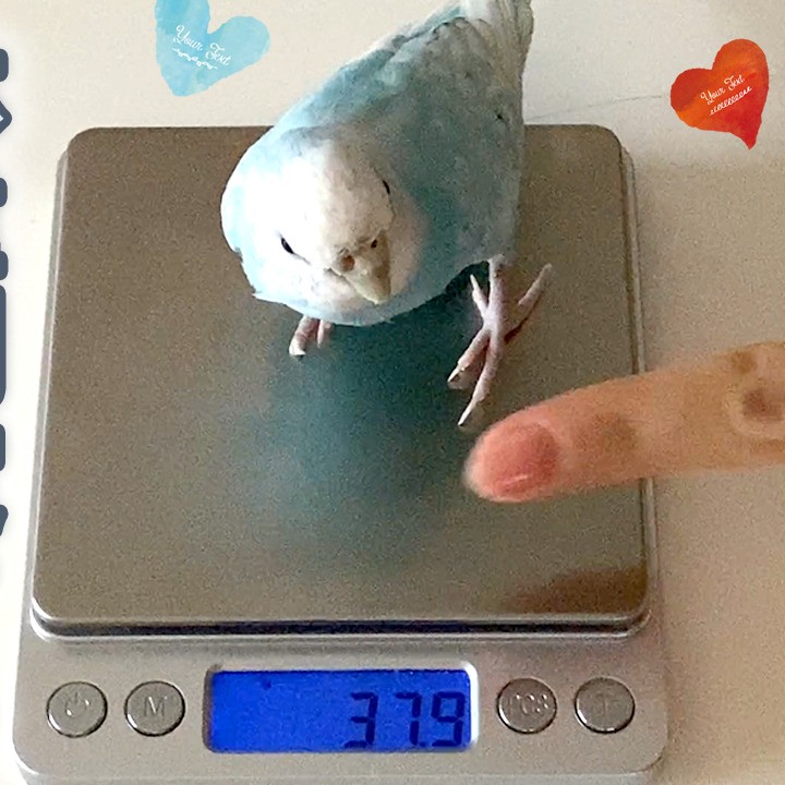 セキセイインコの体重測定