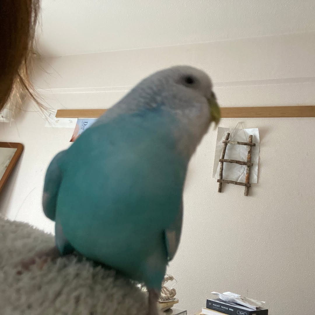 肩にポテッ♡ちゅらちゃんとのしあわせ時間