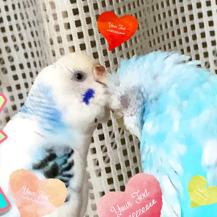 ハッピータイムを過ごすセキセイインコ