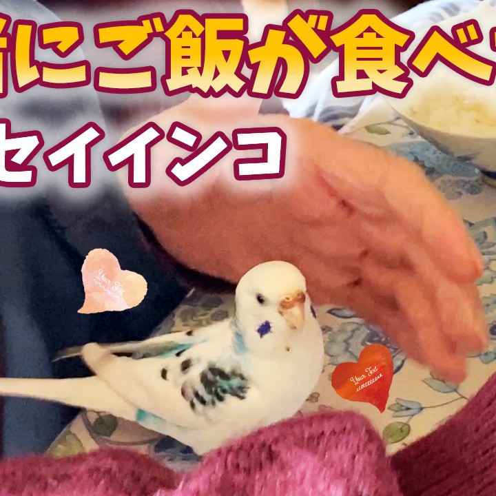 おじいちゃんと一緒にご飯が食べたいセキセイインコ