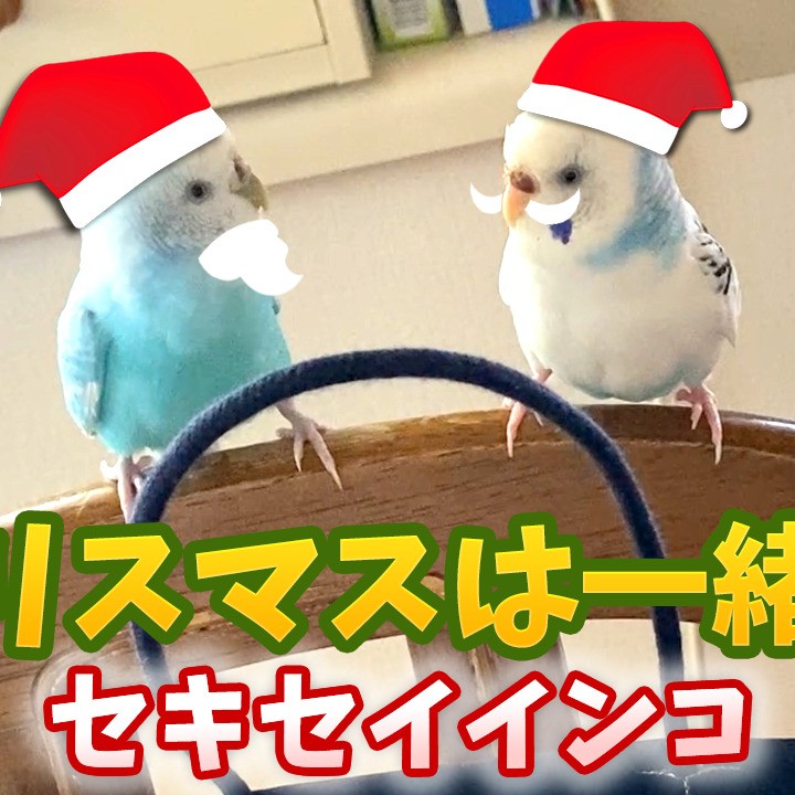クリスマスを一緒に過ごすセキセイインコ
