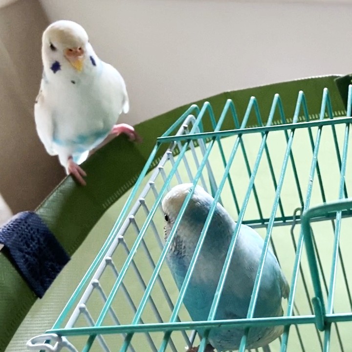 一緒にいたいけど…発情対策で離れて暮らす2羽の想い