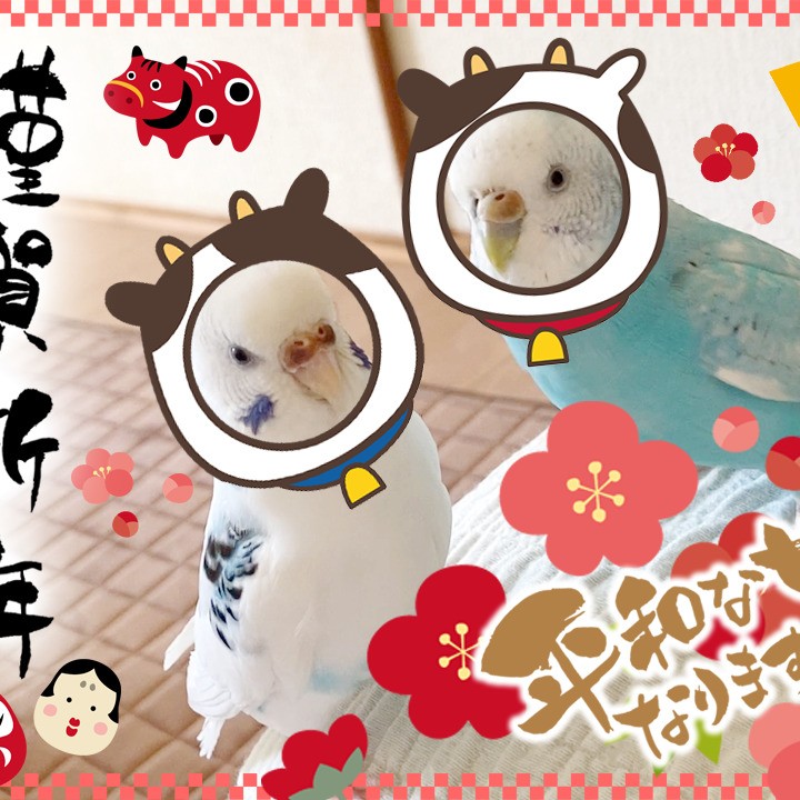謹賀新年♡セキセイインコ-寒中水泳？