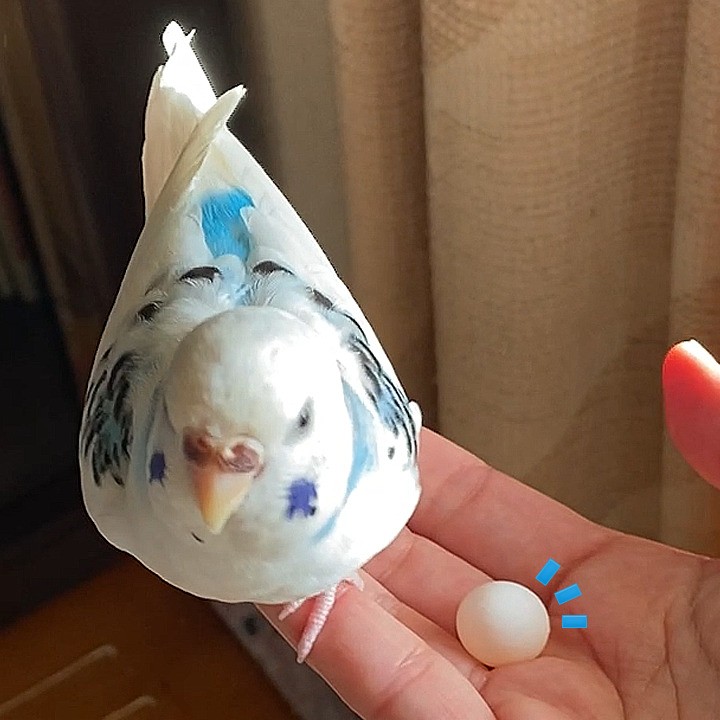 今年初！セキセイインコの卵